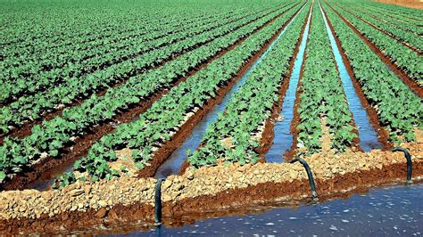 Irrigation Allowed Farms To Be Rivers Farm Choices