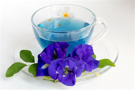 The flower is famous in various asian countries, such as burma, thailand, vietnam, malaysia, china, and india. Butter Flower Pea Tea: Benefits, Side Effects, How to Make ...