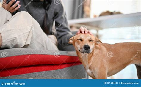 A Smiling And Adorable Domestic Dog Is Being Petted By His Owner In The