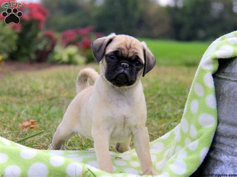 puginese puppies  sale puginese breed profile greenfield puppies