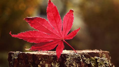 Leaf Red Hd Nature 4k Wallpapers Images Backgrounds