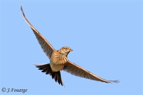 Alouette est le nom que la nomenclature aviaire en langue française (mise à jour) donne à 76 espèces d'oiseaux tous membres des genres de la famille des alaudidae (ordre des passeriformes). Alouette des champs - jufo109076