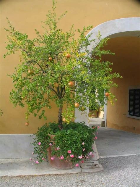 An Orange Tree In A Pot On The Side Of A Building With Flowers Growing