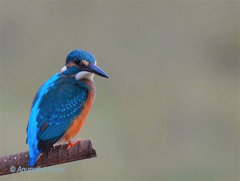Sunday Shot Common Kingfisher Birding In Goa Inditales Common