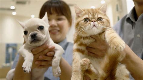 Japan Passes Bill Requiring Microchipping Of Pets To Reduce Strays