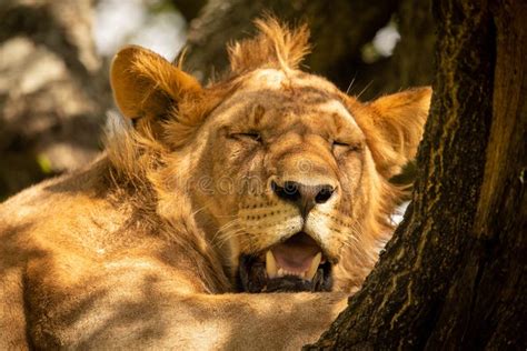 Close Up Of Male Lion Sleeping On Branch Stock Image Image Of Close