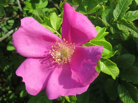 In summer, inedible, poisonous white or. Top Native Plants for Your Michigan Garden