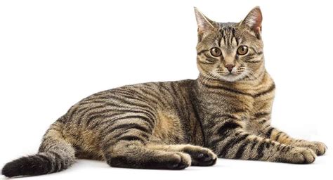 Striped White And Grey Tabby Cat