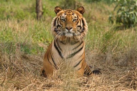 Tiger Count In India Reaches 2967 Madhya Pradesh Roars The Loudest