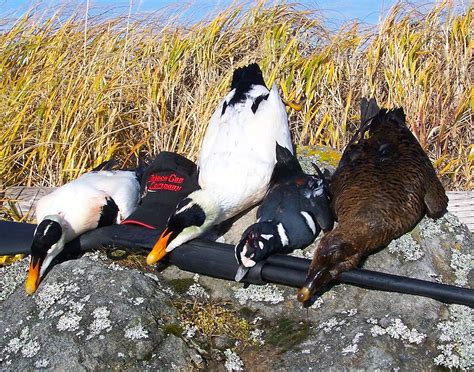Pacific Eider Hunting In Alaska Alaska Duck Hunting King Eider Hunting