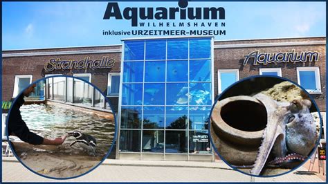 Gorch fock haus viktoriastraße 26382 wilhelmshaven. Aquarium Wilhelmshaven | Freizeitmagazin NRW - YouTube