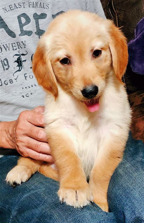 √√ Cute Golden Retriever Alabama Usa Buy Puppy In Your Area