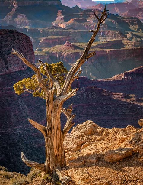 Plants On The Edge Of Grand Canyon Stock Image Image Of Snow Desert