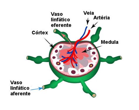 Linfonodo