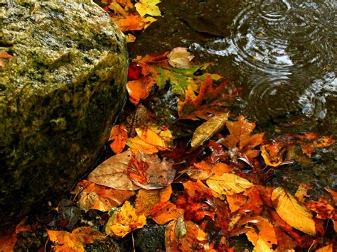 Leaves On The Water November 2015 Bing Wallpaper Preview