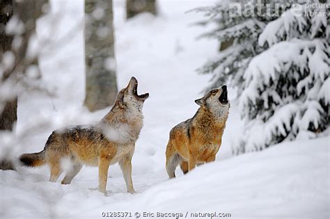 Nature Picture Library Two European Grey Wolves Canis Lupus Howling