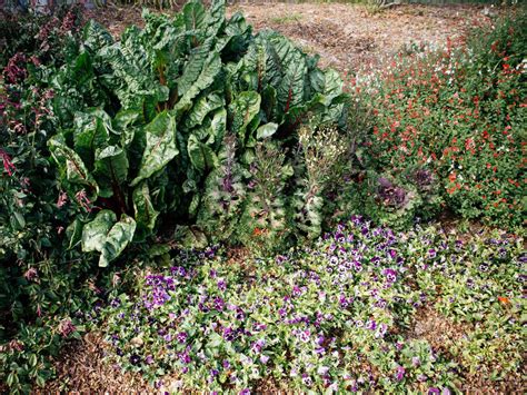 Best Edible Ground Covers For Vegetable Gardens Garden Betty