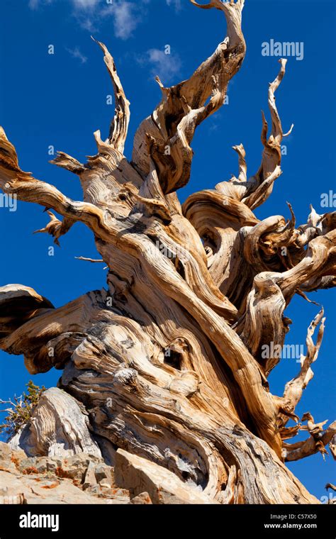 The Ancient Bristlecone Pine Forest Inyo National Forest Bishop