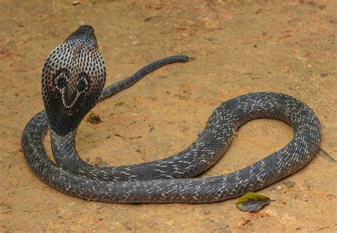 Cannundrums Indian Cobra