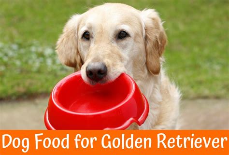 For my big lab/retriever/rotty mix we were told to only give her and my smaller beagle mix one bowl of food a day so that they would lose weight and they already look much better. The Best Dog Food for Golden Retriever Review - US Bones