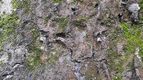 Outdoor Close Up Wallpaper Rough Texture Of Mossy Stone 5562854 Stock