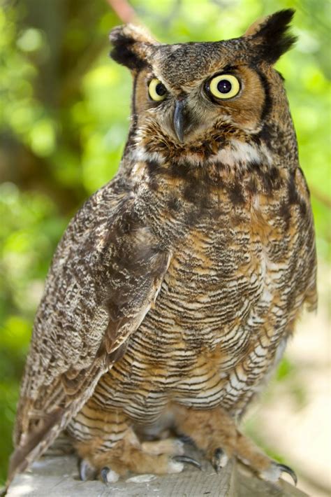 Pams Backyard Chickens A Guide To Common Owl Species