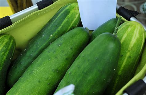 Huo yuchun, famous botany professor at qingshan university, has developed a new virus that combines plants. Help for Gardeners: What is killing my cucumber plants ...