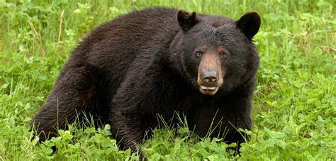Bear Management Information Western Bear Foundation