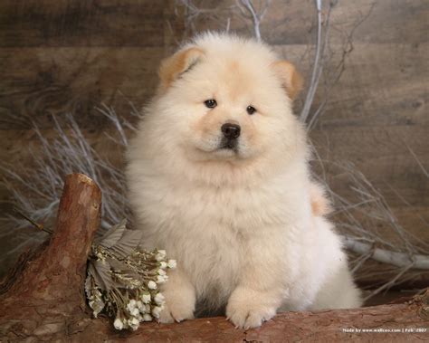 Chow Chow Puppiespuppyhood And Beyond