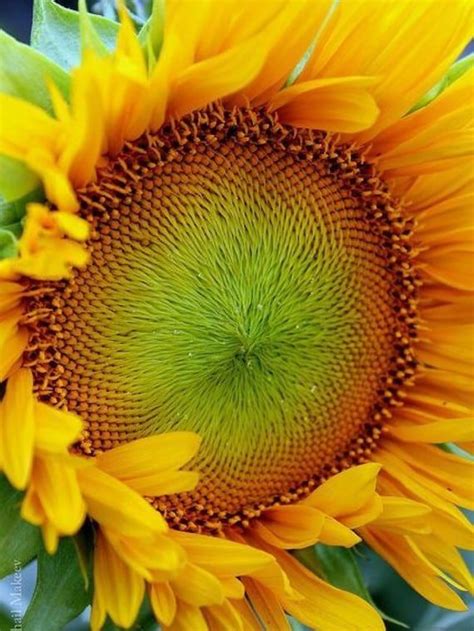 Container Dwarf Sunspot Sunflower Seeds Miniature Etsy Sunflower