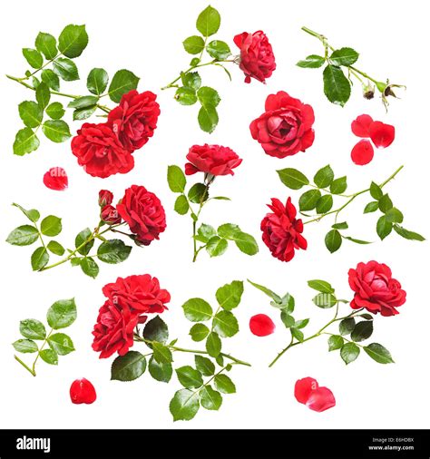 Beautiful Red Rose Flowers Collection Isolated On White Background