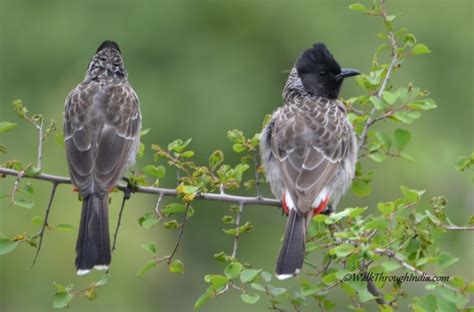 12 Most Beautiful Species Of Bulbul Found In India