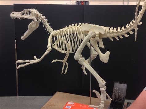 Velociraptor Skeleton 4 Printing