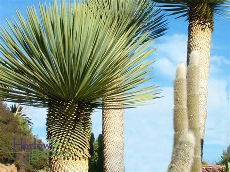 Yucca Rostrata Harlow Gardens