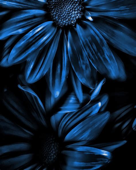 Blue flower dark background creative. Midnight Blue Gerberas by Bonnie Bruno