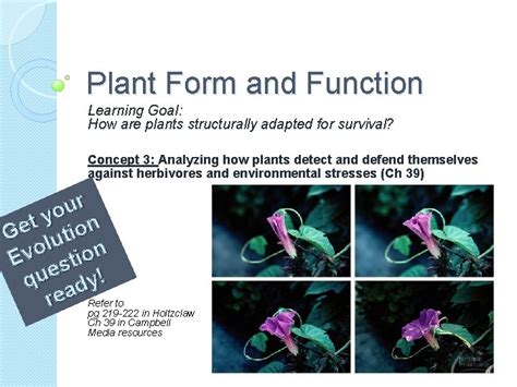 Plant Form And Function Learning Goal How Are