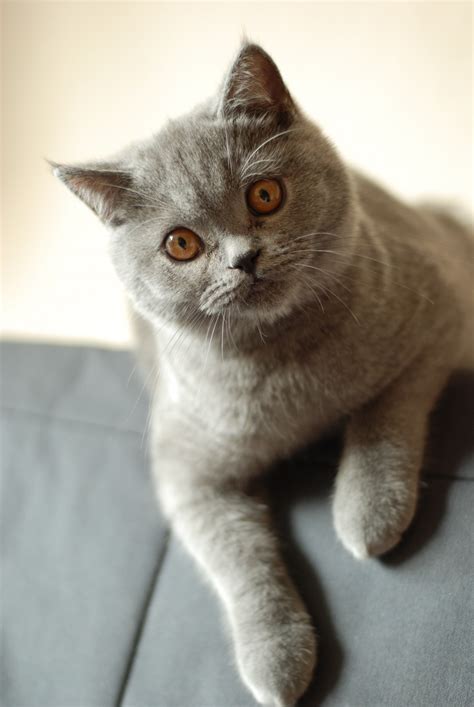 Scottish Fold White British Shorthair Collections Oggetto Cat Breeds