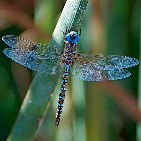 Pin By Lori Cannon On Dragonflies ♡ Dragonfly Dragonfly Art Blue