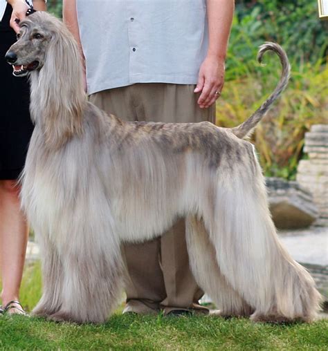 Afghan Hound Long Haired Tall Dog Pets Lovers