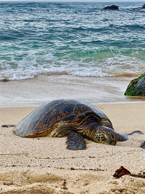 Sea Turtles Need Help During Nesting Season News