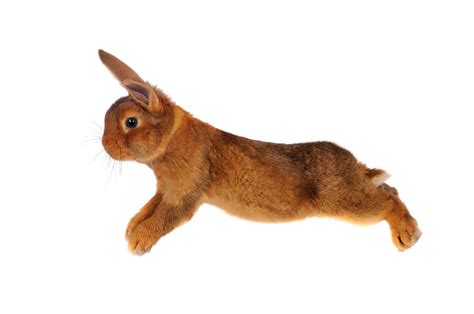 How High Can Rabbits Jump Tips To Keep Them Safe While Jumping Every