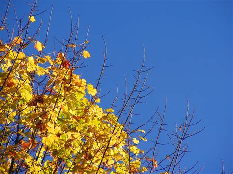 Free Images Nature Branch Sky Sunlight Leaf Flower Autumn