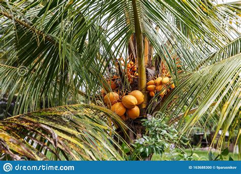 Coconuts Grow On A Palm Tree Stock Photo Image Of Element Exotic