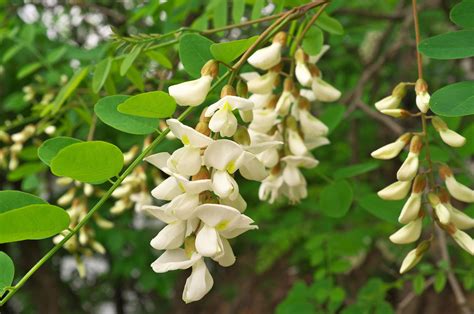 Black Locust Poisoning In Dogs Symptoms Causes Diagnosis Treatment