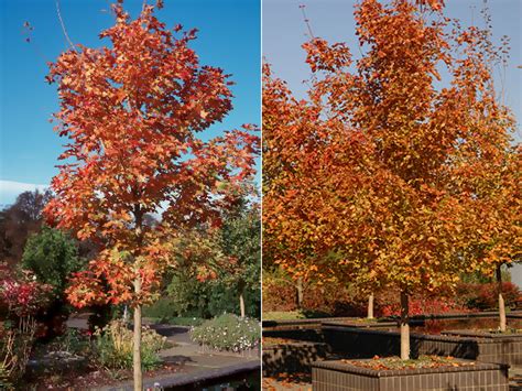 Acer × Pacific Sunset™ Landscape Plants Oregon State University