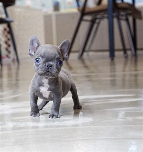 You will never go wrong adding this bulldog puppies to your story we offer a beautiful selection of the best quality and healthier teacup bulldog. French Bulldog Info, Size, Temperament, Lifespan, Puppies ...
