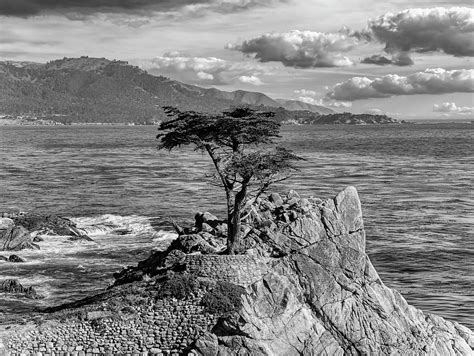 The Lone Cypress Tree Photograph By Mountain Dreams Fine Art America