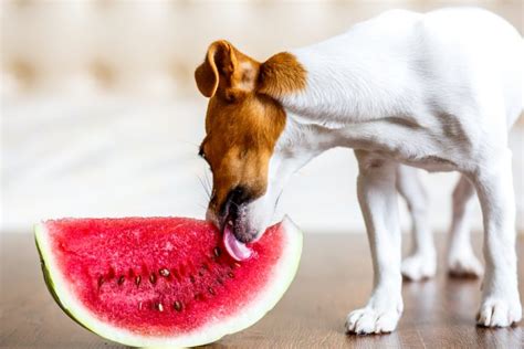 Can Dogs Eat Watermelon Dog Nutrition Mad Paws Blog