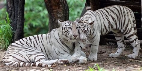 Royal Bengal Tigers Photo By Vemparala Venkata Subrahmanyam — National