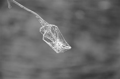 Free Images Water Nature Branch Drop Dew Black And White Leaf